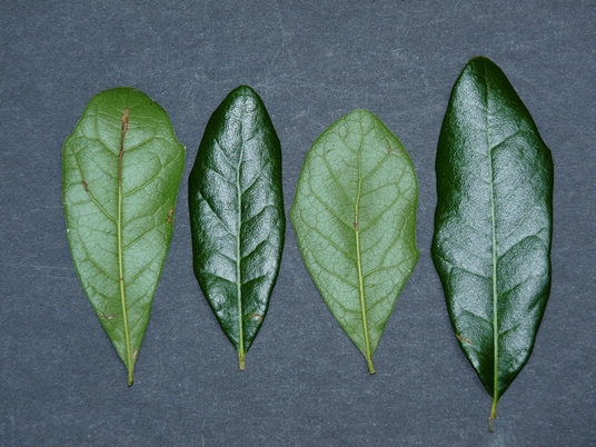 {Quercus virginiana}